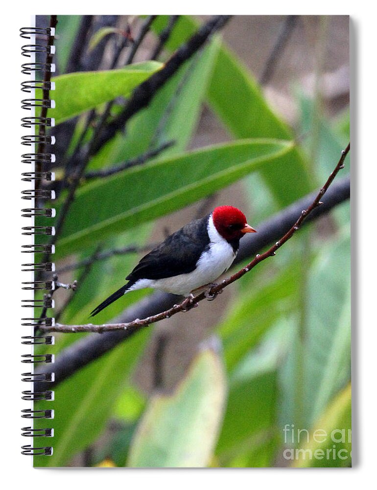 Red Head Spiral Notebook featuring the photograph Red Head by Jennifer Robin