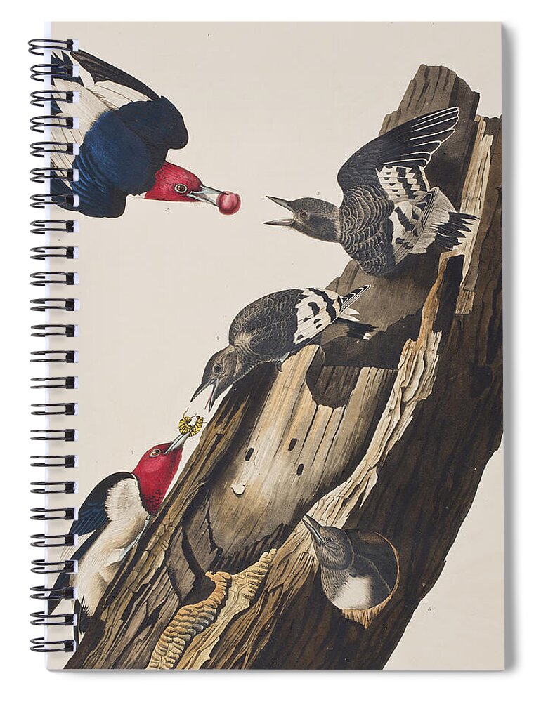 Red Headed Woodpecker Spiral Notebook featuring the painting Red headed Woodpecker by John James Audubon