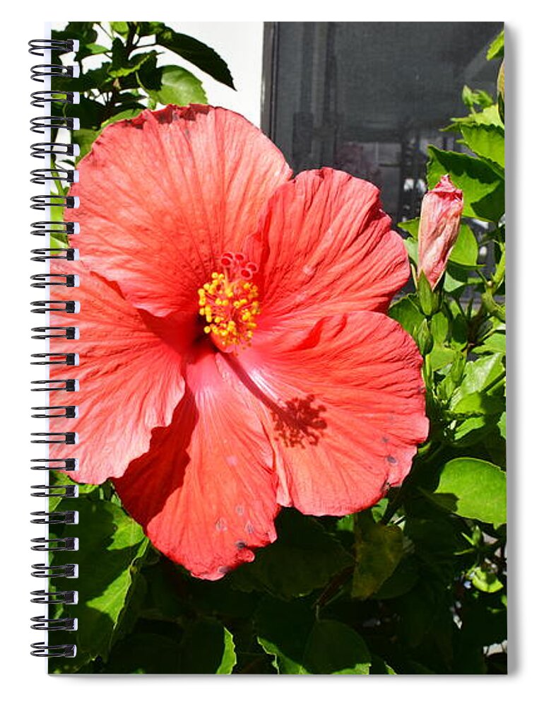 Florida Spiral Notebook featuring the photograph Red Hibiscus by Florene Welebny