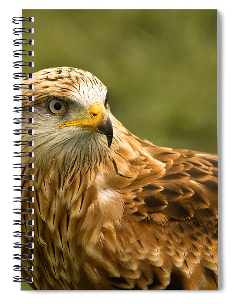 Red Kite Spiral Notebook featuring the photograph Red Kite by Scott Carruthers
