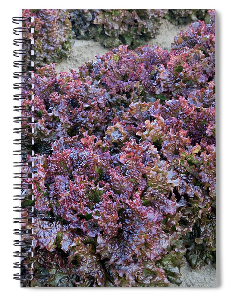 Red Leaf Spiral Notebook featuring the photograph Red Leaf Lettuce by Inga Spence