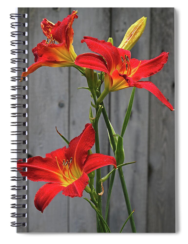 Lily Spiral Notebook featuring the photograph Red Lilies by Juergen Roth