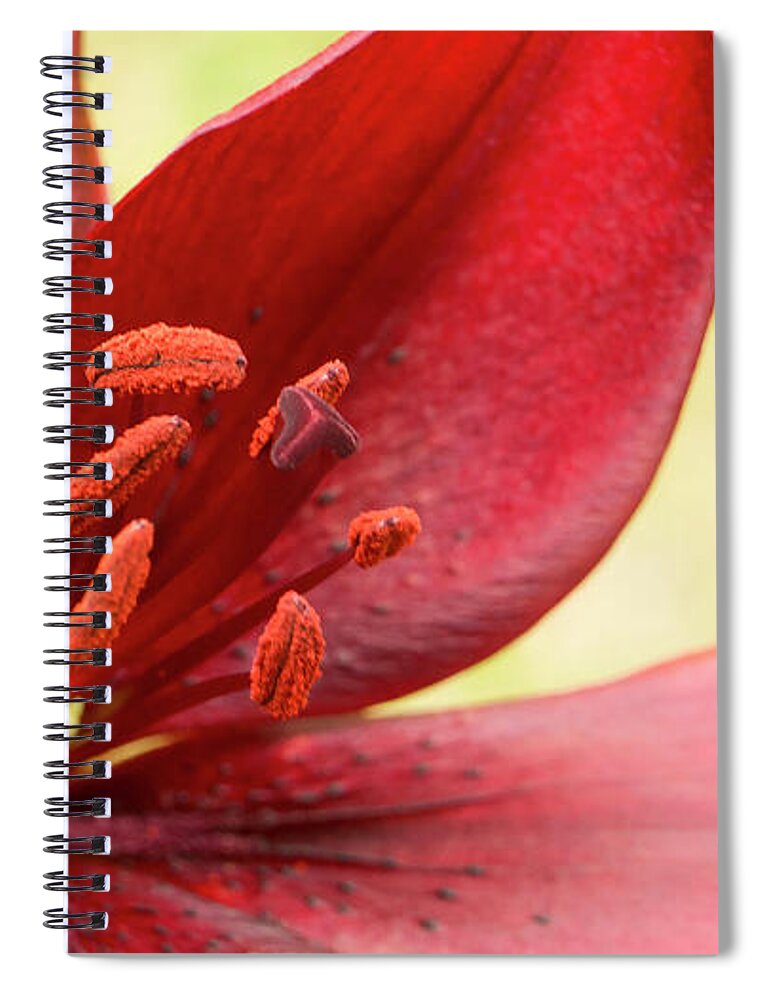 Red Lily Spiral Notebook featuring the photograph Red lily for wealth and prosperity. by Elena Perelman