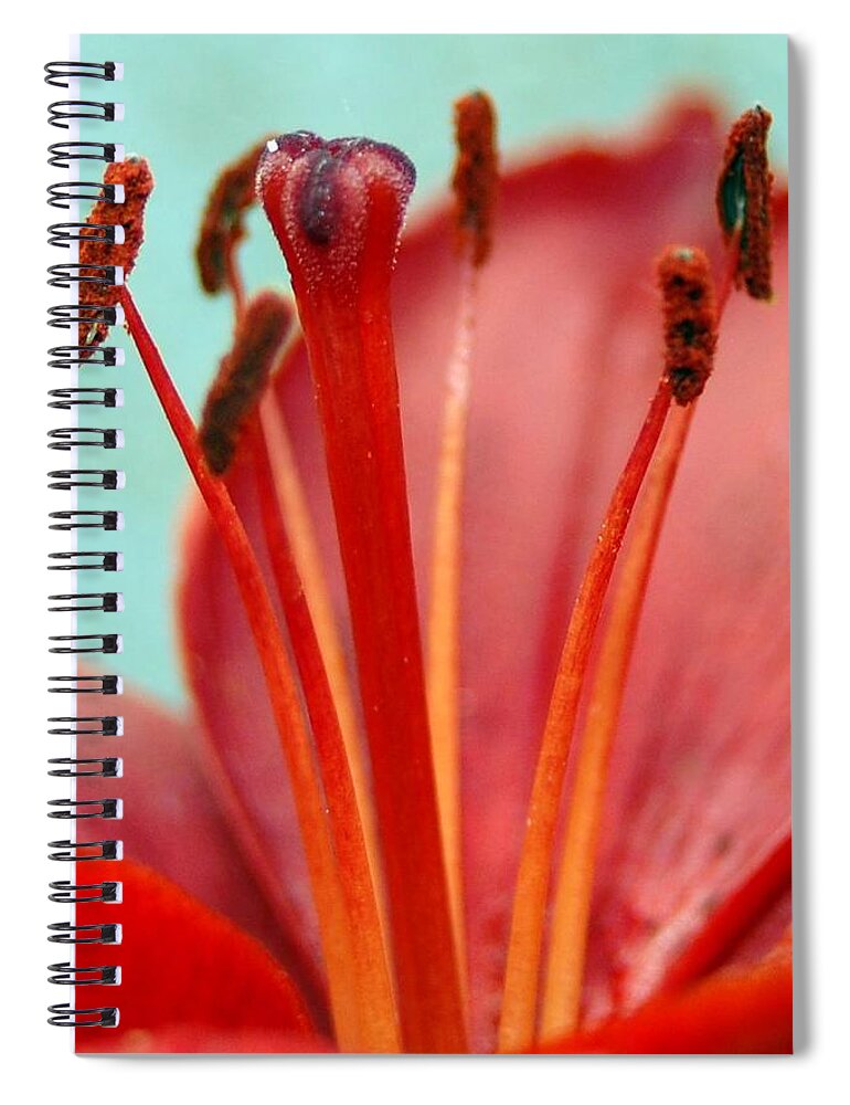 Flower Spiral Notebook featuring the photograph Red Lily Reach by Amy Fose
