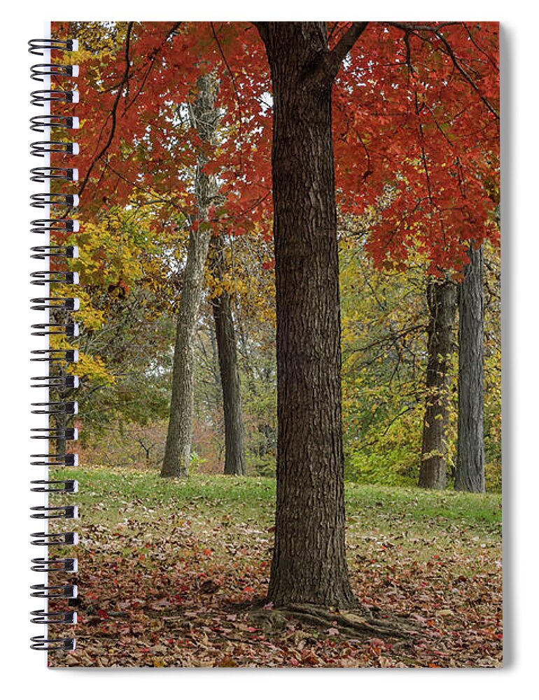Red Maple Spiral Notebook featuring the photograph Red Maple and Yellow Trees by Tamara Becker