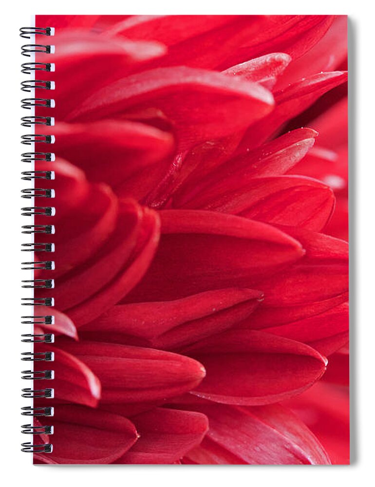 Red Spiral Notebook featuring the photograph Red Mum by Jim Gillen