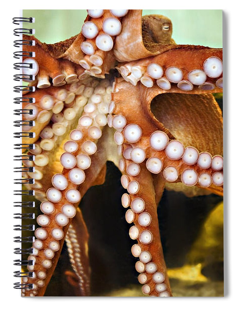 Aquarium Spiral Notebook featuring the photograph Red Octopus by Marilyn Hunt