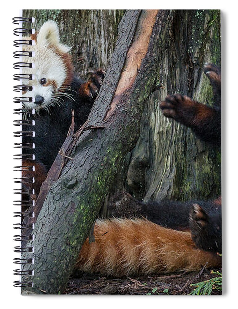 Greg Nyquist Spiral Notebook featuring the photograph Red Panda Cubs at Play by Greg Nyquist