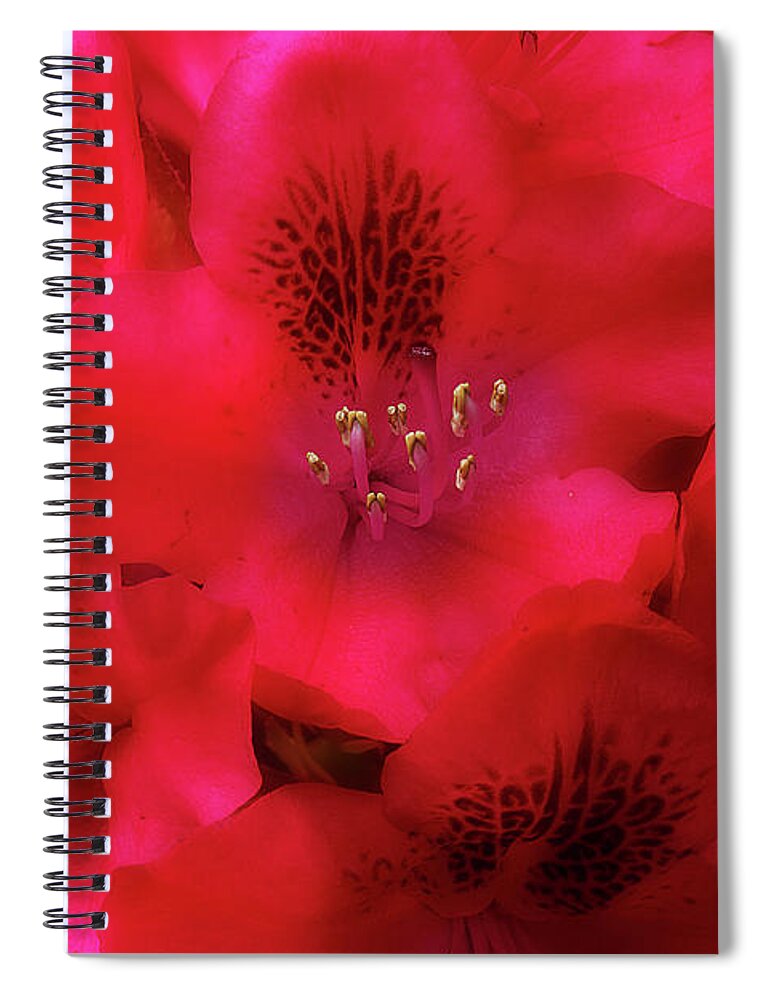 Flowers Spiral Notebook featuring the photograph Red Petals by Mike Eingle