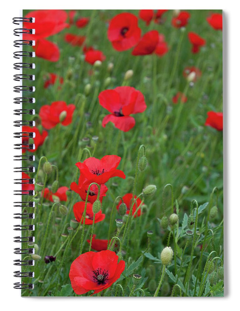 Poppy Spiral Notebook featuring the photograph Red poppie anemone field by Michalakis Ppalis