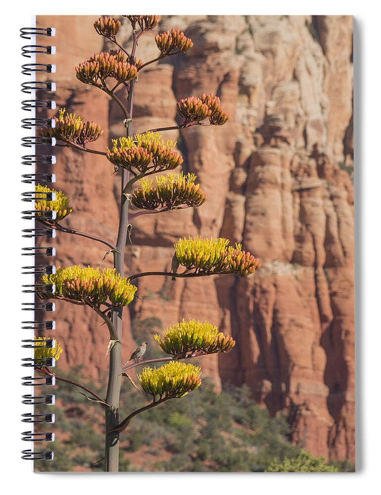 Century Plant Spiral Notebook featuring the photograph Red Rocks and Century Plant by Laura Pratt
