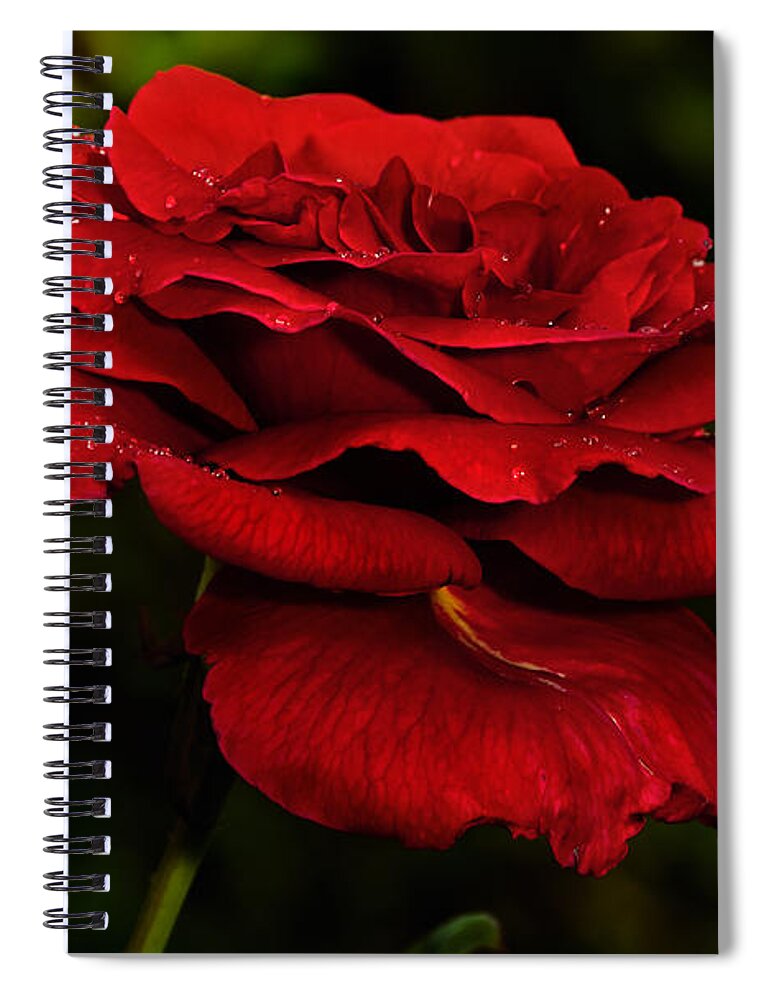 Rose Spiral Notebook featuring the photograph Red Rose by Christopher Holmes