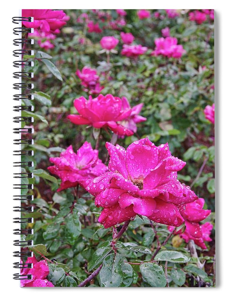 Red Rose Plants Spiral Notebook featuring the photograph Red Rose Plants II by Richard Rizzo