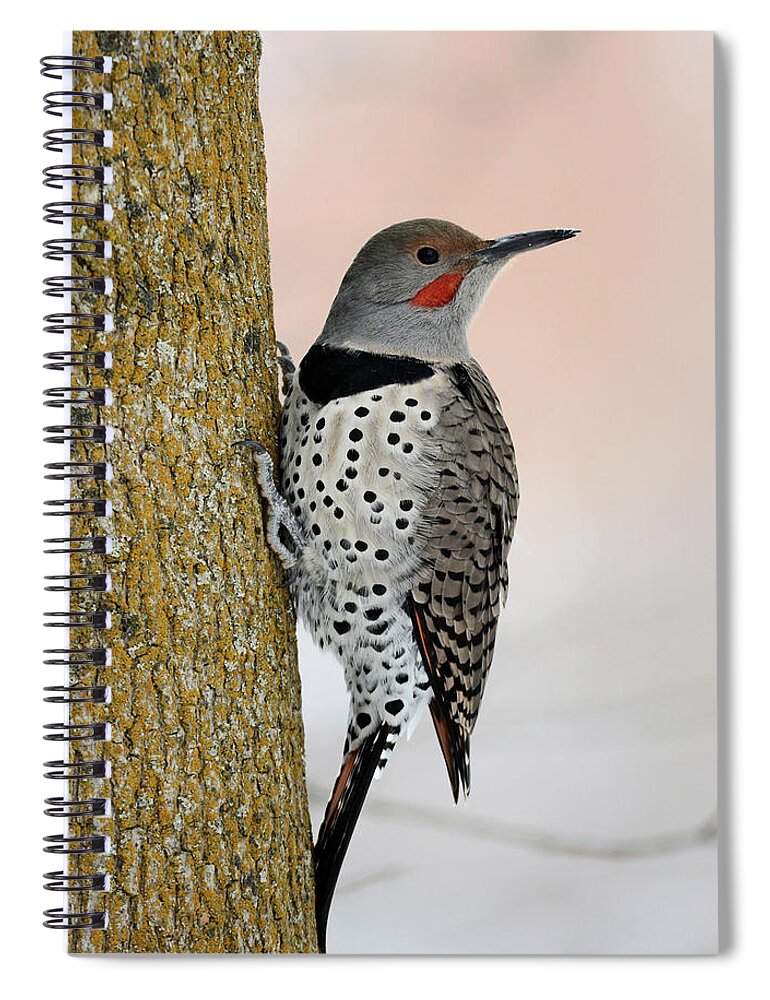 Northern Flicker Spiral Notebook featuring the photograph Red Shafted Northern Flicker by Whispering Peaks Photography