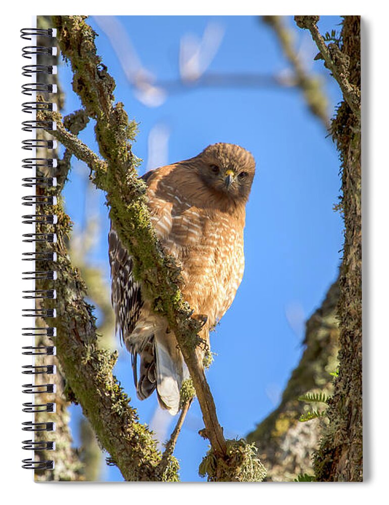 Red-shouldered Hawk Spiral Notebook featuring the photograph Red-shouldered Hawk 0743 by Kristina Rinell