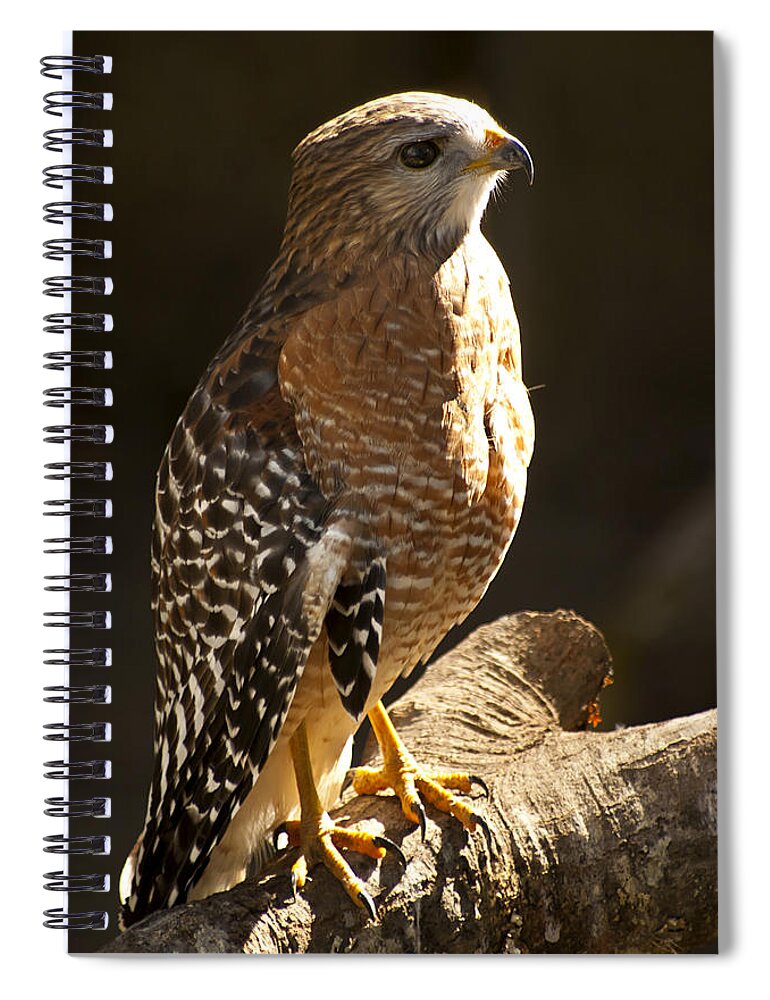Red-shouldered Hawk Spiral Notebook featuring the photograph Red-Shouldered Hawk by Carolyn Marshall