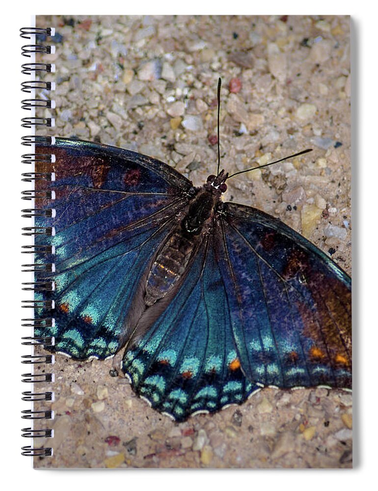Bill Pevlor Spiral Notebook featuring the photograph Red-spotted Purple Admiral Butterfly by Bill Pevlor