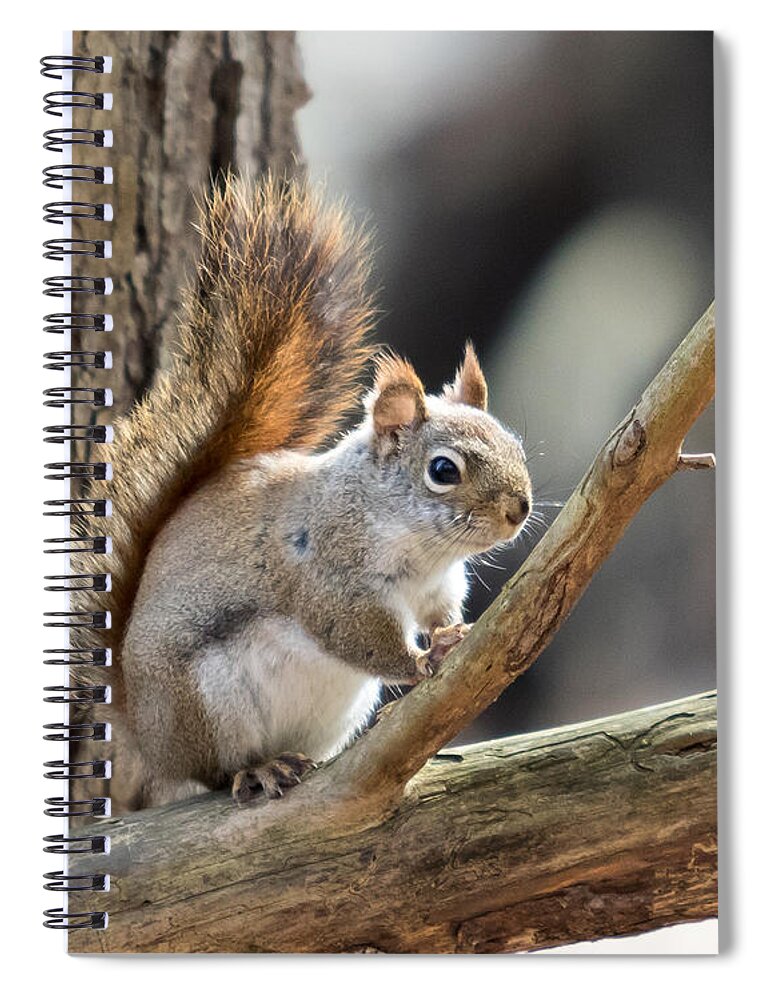 Squirrel Spiral Notebook featuring the photograph Red Squirrel by Phil Spitze