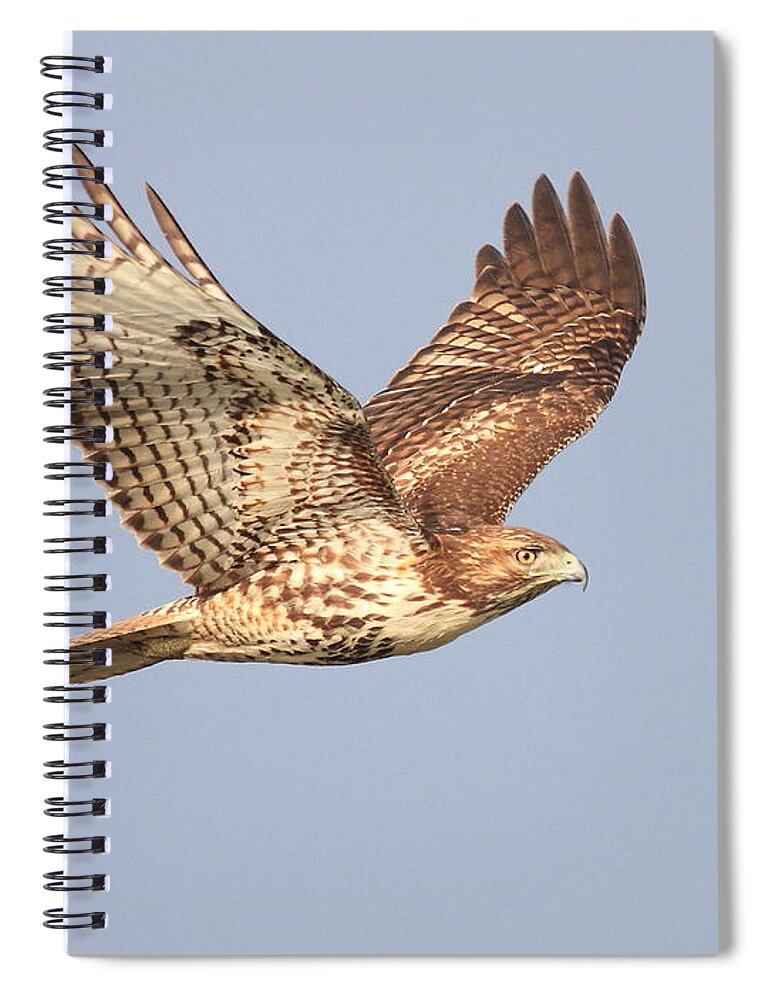 Red Tail Hawk Spiral Notebook featuring the photograph Red Tailed Hawk 20100101-1 by Wingsdomain Art and Photography