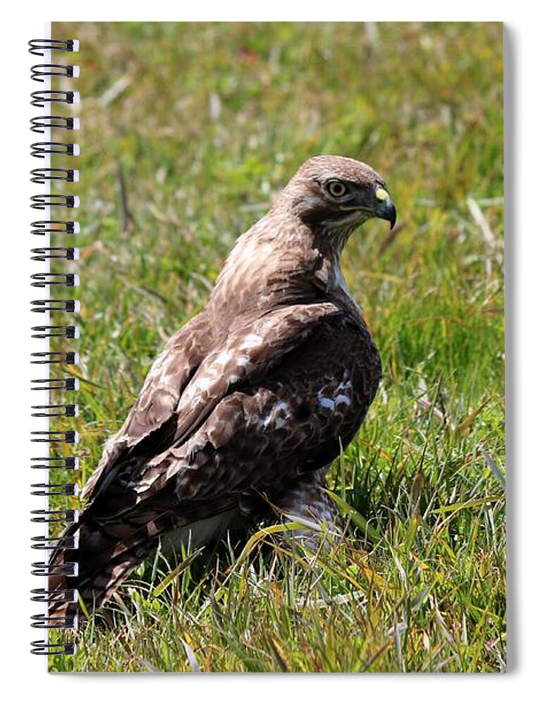 Red-tailed Hawk Spiral Notebook featuring the photograph Red-Tailed Hawk by Christy Pooschke