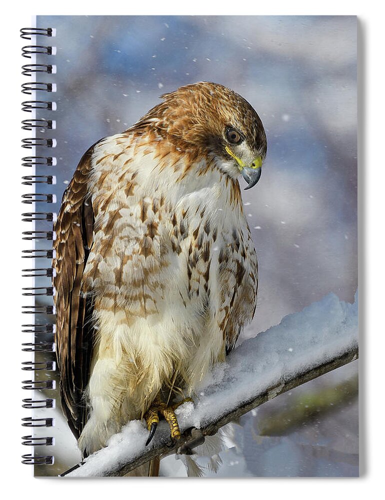 Red Tailed Hawk Spiral Notebook featuring the photograph Red Tailed Hawk, Glamour Pose by Michael Hubley