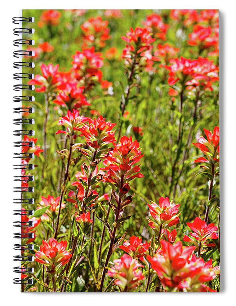 Austin Spiral Notebook featuring the photograph Red Texas Wildflowers by Raul Rodriguez