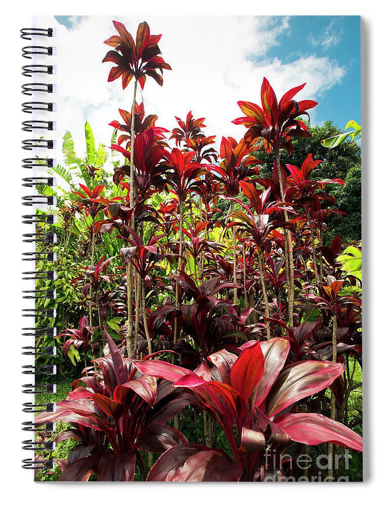 Red Ti Spiral Notebook featuring the photograph Red Ti Tropical Gardens Hawaiian ti plant Wailua Maui Hawaii by Sharon Mau