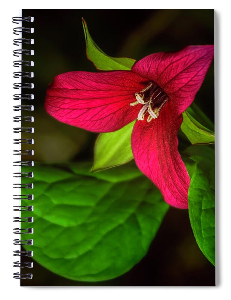 Usa Spiral Notebook featuring the photograph Red Trillium Landscape by LeeAnn McLaneGoetz McLaneGoetzStudioLLCcom
