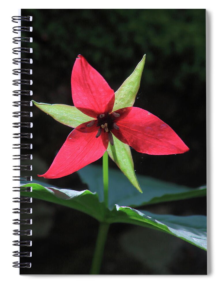 Wildflower Spiral Notebook featuring the photograph Red Trillium Wildflower by John Burk