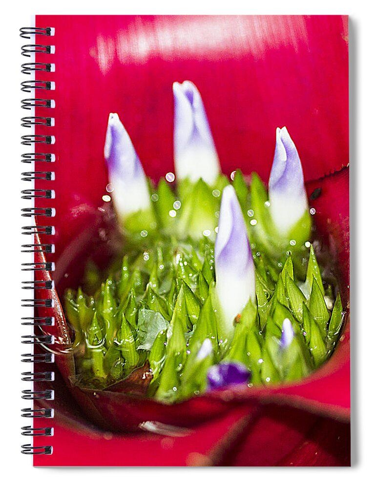 Plant Spiral Notebook featuring the photograph Red Tropical Plant Macro by Bob Slitzan