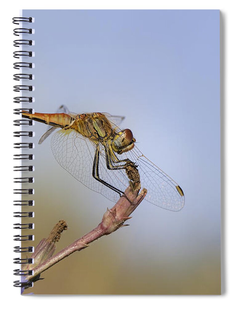 Animal Spiral Notebook featuring the photograph Red veined Darter Dragonfly by Jivko Nakev
