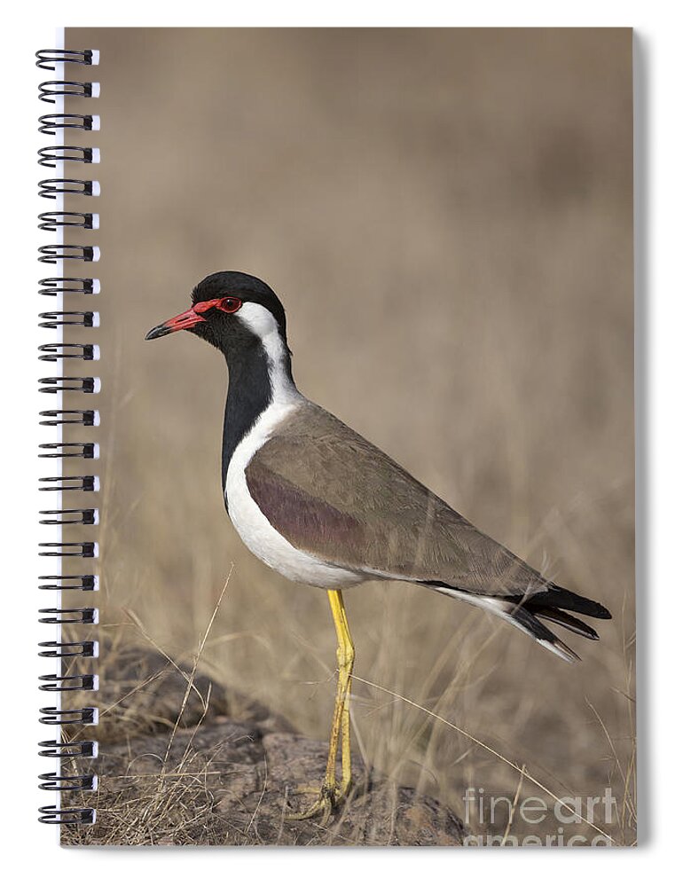Red-wattled Lapwing Spiral Notebook featuring the photograph Red-wattled Lapwing by Bernd Rohrschneider/FLPA