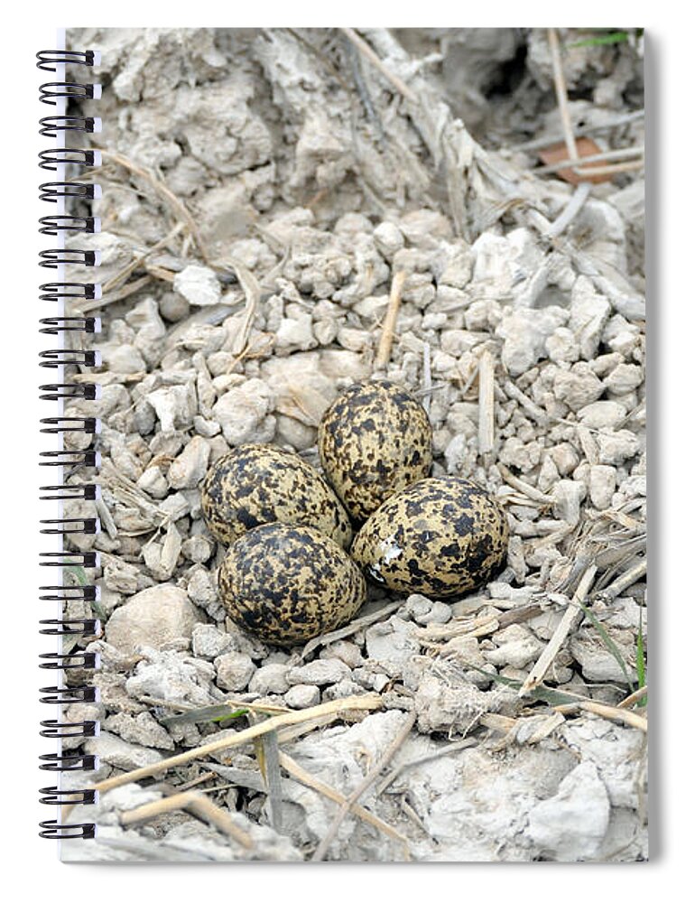 Animal Spiral Notebook featuring the photograph Red-wattled Lapwing Nest by Fletcher & Baylis
