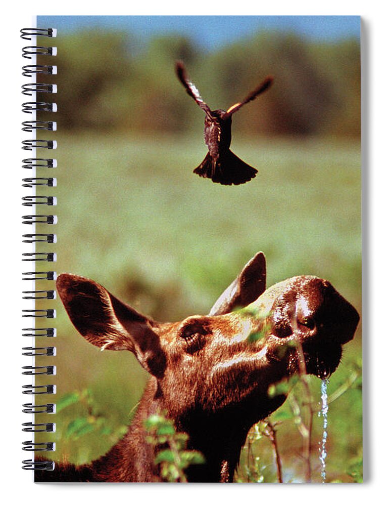Moose Spiral Notebook featuring the photograph Red-Winged Blackbird Attacking Moose by Ted Keller