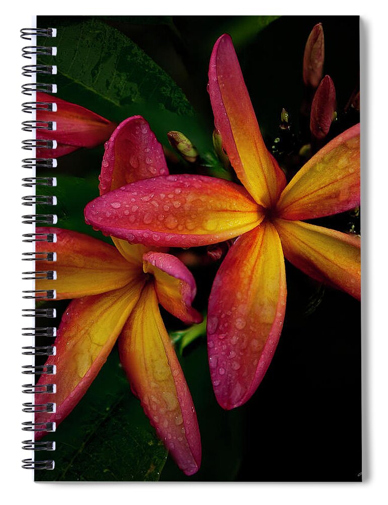 Plumeria Spiral Notebook featuring the photograph Red/Yellow Plumeria in Bloom by John A Rodriguez
