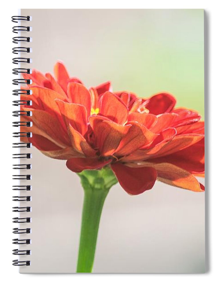 Red Zinnia Spiral Notebook featuring the photograph Red Zinnia Macro by Mary Ann Artz