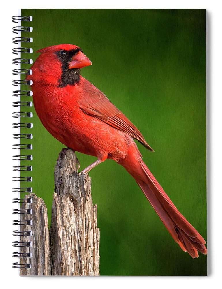 Cardinal Spiral Notebook featuring the photograph Redbird Looking Back by Bill and Linda Tiepelman