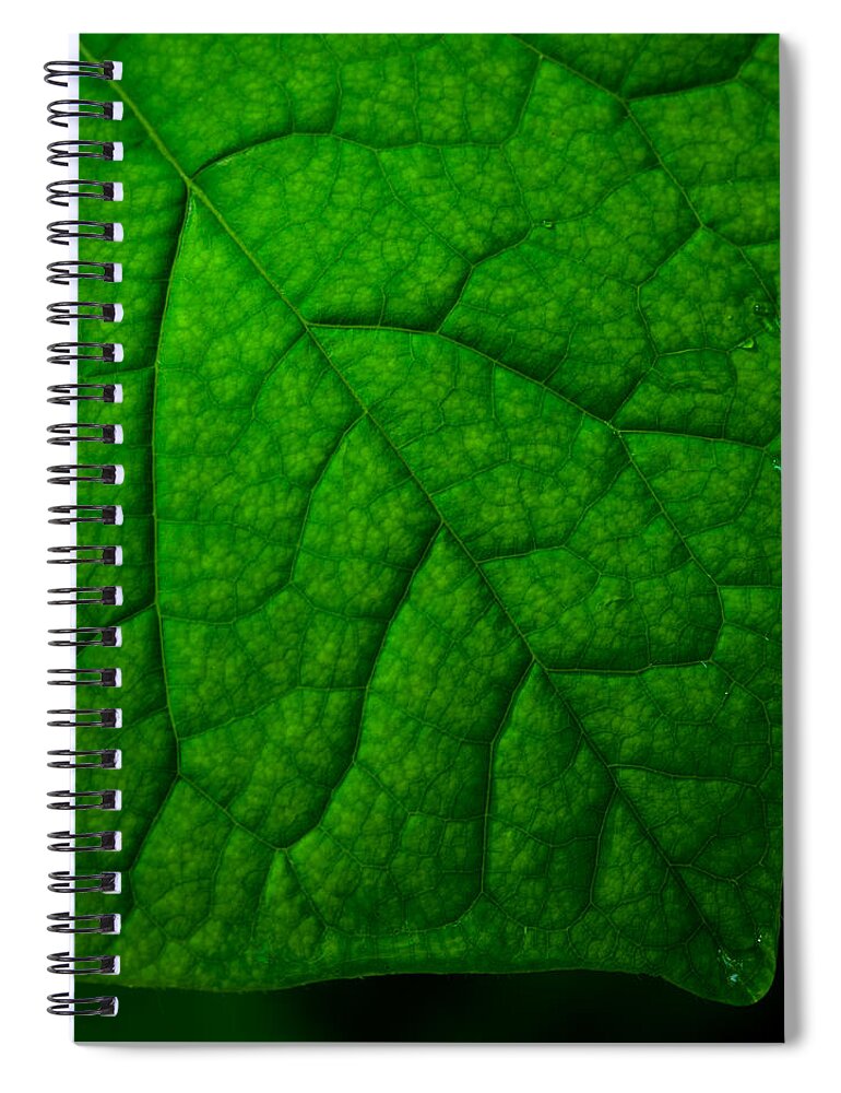 Nature Spiral Notebook featuring the photograph Redbud Leaf by Jeff Phillippi