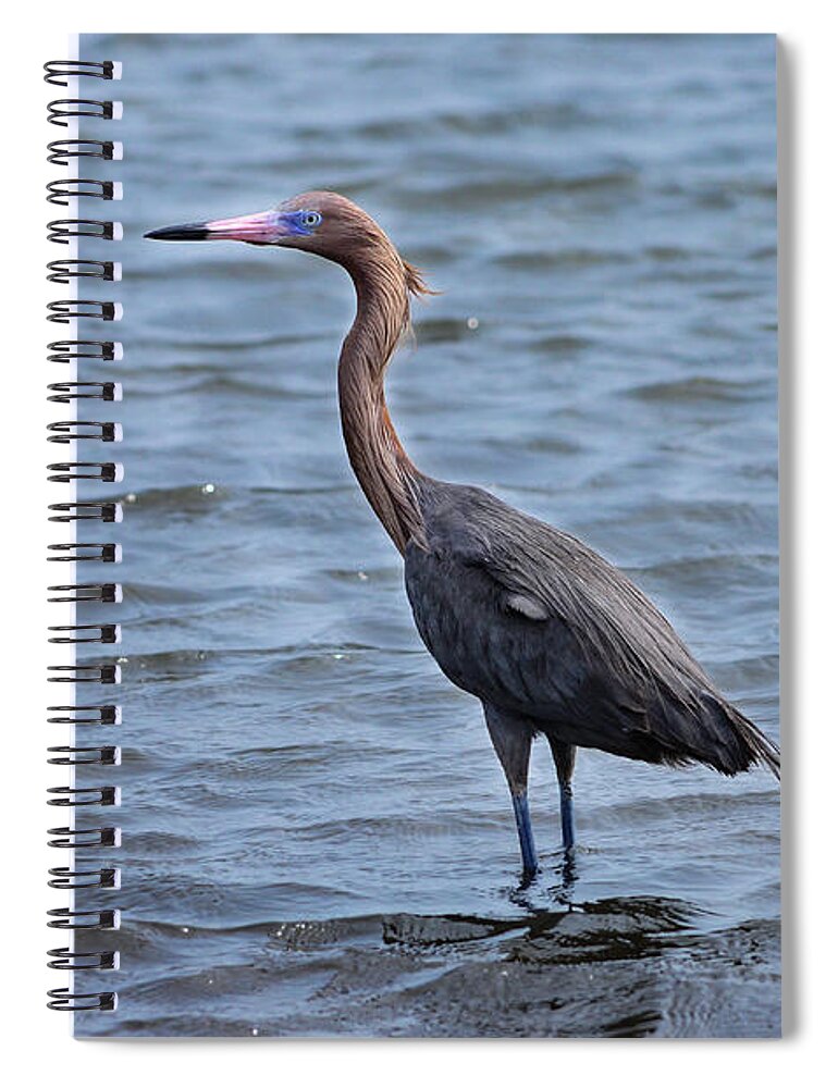 Birds Of South Texas Spiral Notebook featuring the photograph Reddish Egret - Dark Morph by Debra Martz
