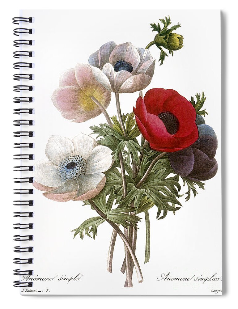 1833 Spiral Notebook featuring the photograph Redoute: Anemone, 1833 by Granger