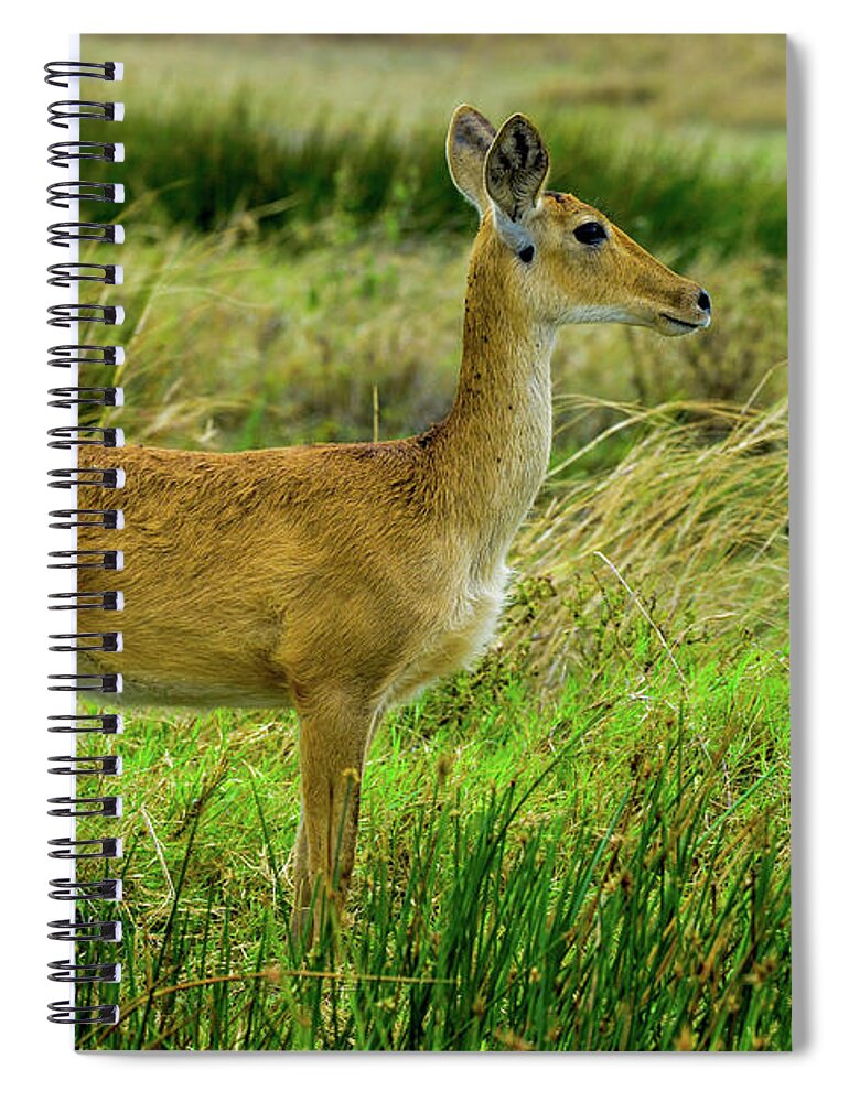 Africa Spiral Notebook featuring the photograph Reedbuck in Tanzania by Marilyn Burton