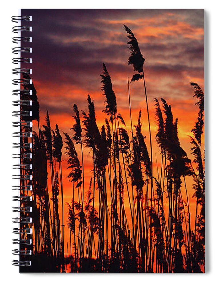 Reeds At Sunset Spiral Notebook featuring the photograph Reeds at Sunset by Raymond Salani III