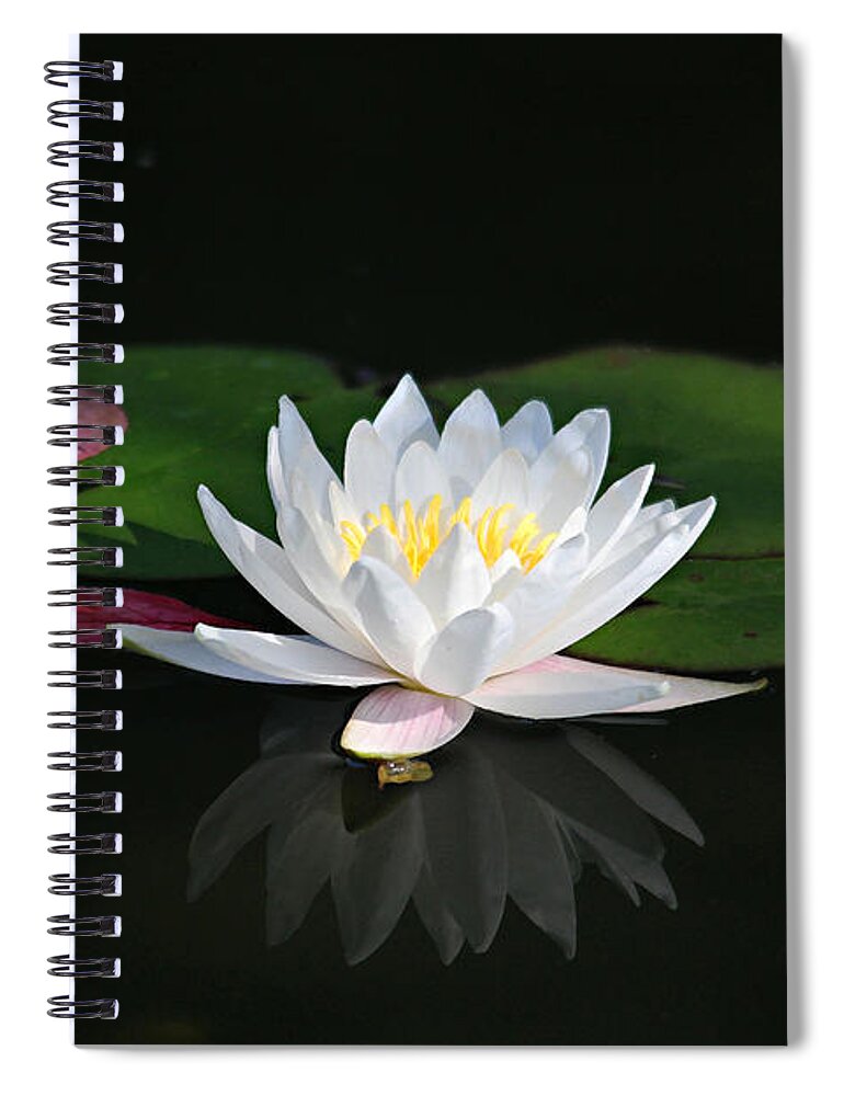 Lily Spiral Notebook featuring the photograph Reflections of a Water Lily by Trina Ansel