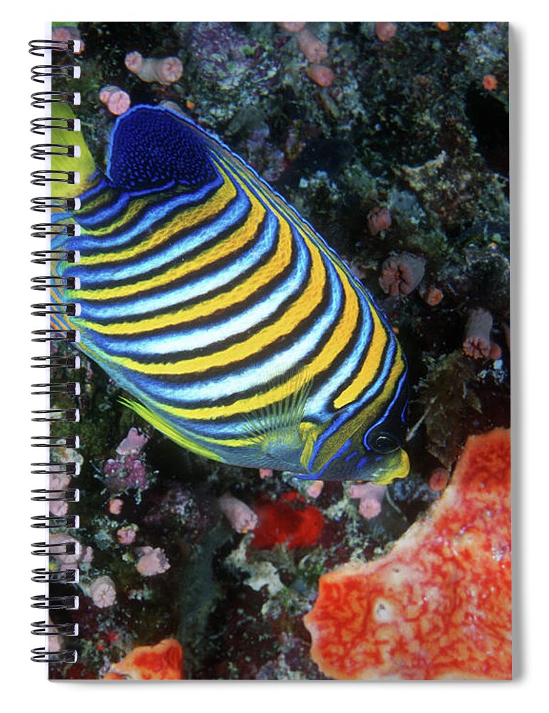 Regal Angelfish Spiral Notebook featuring the photograph Regal Angelfish, Great Barrier Reef by Pauline Walsh Jacobson