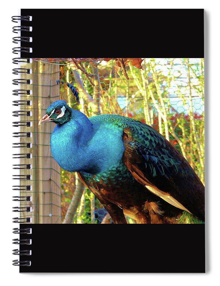 Peacock Spiral Notebook featuring the photograph Peacock Perch by Doris Aguirre