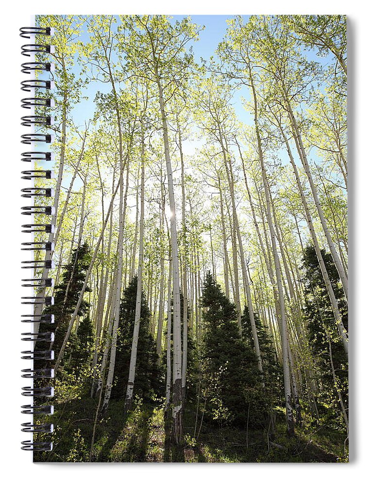 Trees Spiral Notebook featuring the photograph Rejoicing by Eric Glaser