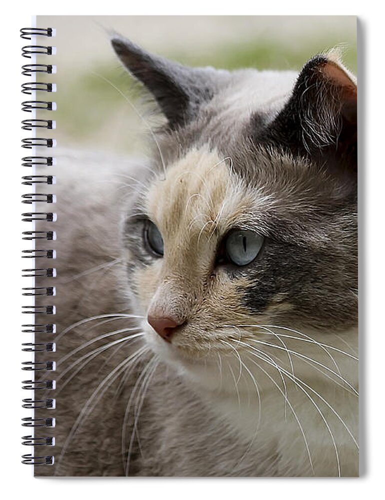 Animal Spiral Notebook featuring the photograph Relaxed by Teresa Zieba