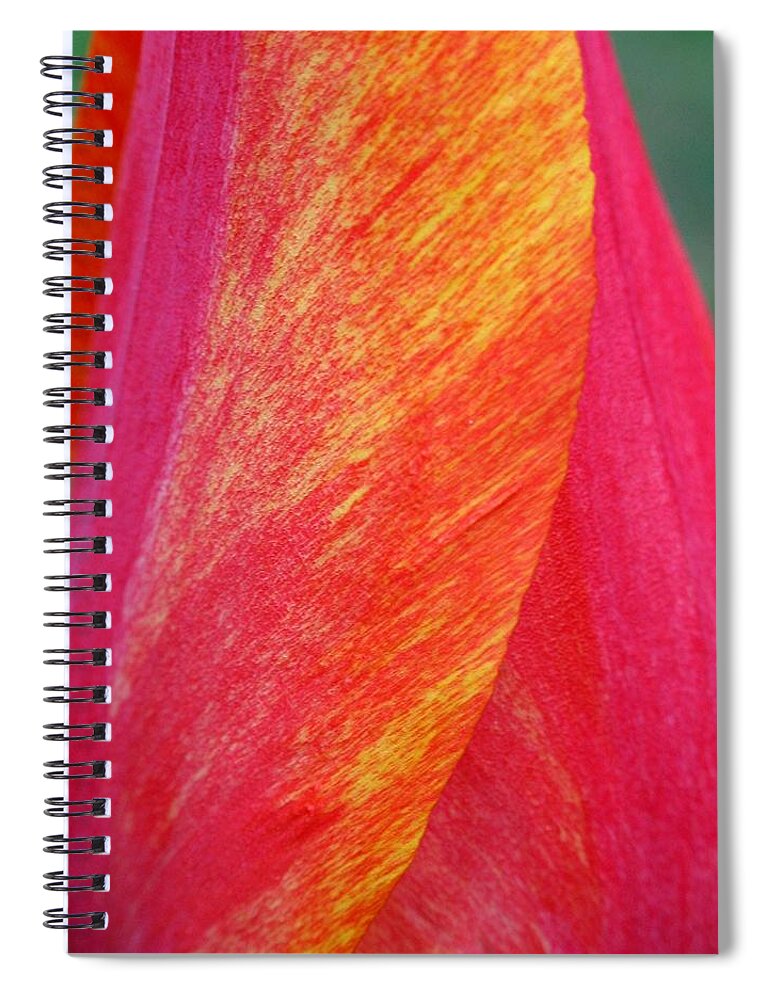 Tulip Spiral Notebook featuring the photograph Rembrandt Tulip Petals by Juergen Roth