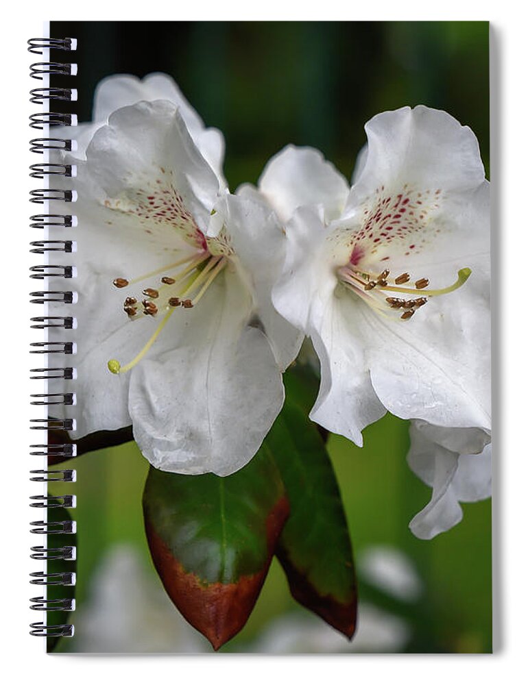 Flower Spiral Notebook featuring the photograph Renewal by Will Wagner