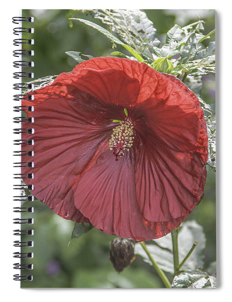 Hibiscus Spiral Notebook featuring the photograph Resilient Hibiscus by Allen Nice-Webb
